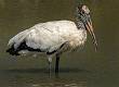 Kirms Photography Wood Storks-11